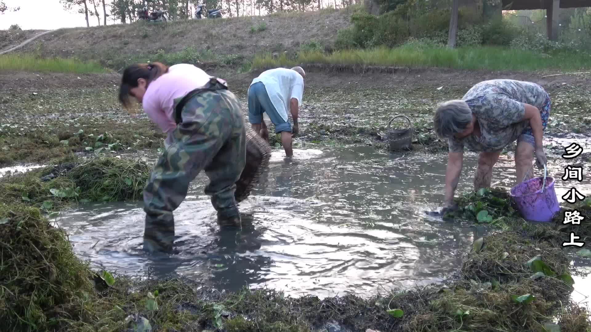 农村妹子野坑浑水摸鱼，好多年没有这样抓鱼，这次不抓过瘾都不走