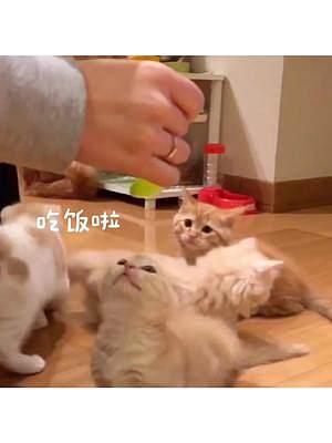 貓：請問一下 你有禮貌嗎？#拿破侖貓 #曼基康矮腳 #貓 #萌寵