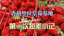 夏天想吃草莓？快来香格里拉草莓基地
