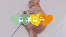 小猫学会自己逗自己了！