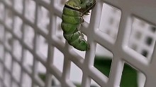 玉带凤蝶幼虫化蛹实拍全过程#自然教育#昆虫世界