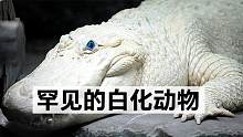 最美的7种白色动物，通体雪白的鳄鱼，每一百万只仅有三只！