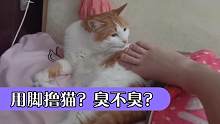 用脚撸猫，猫咪什么反应？九妹全程享受私：“臭并舒服着！”