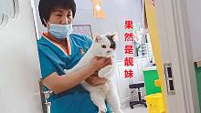 医院来了两只漂亮小猫扎疫苗， 被救治的弃猫忙来一睹芳容：真美
