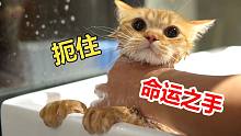 橘猫：为什么今天会轮到我洗澡啊？！