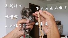 老父亲叹气！猫头鹰宝宝的社死现场