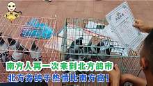 通过鸽子市场规模就能看出，北方比南方更爱养鸽子！