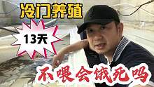 高密度的冷门养殖项目，42岁懒汉13天都不喂饲料，竟然还活得好好