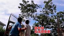 农村砍10米高的大树，要如何控制倒下的方向？这招还真管用