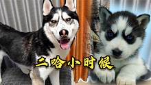 哈士奇小时候VS长大的哈士奇，不比不知道一比吓一跳