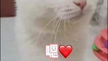 我以为只有人打哈欠会打发出这样的声音。。。#萌宠出道计划 #猫咪的迷惑行为