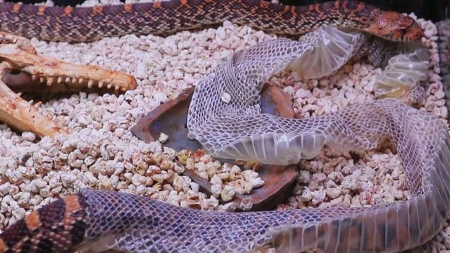 宠物蛇蜕皮全过程,好解压