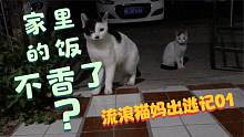我收养一年多的流浪猫，竟然离家出走了