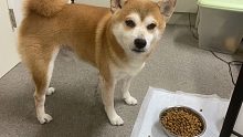 天热 狗子饿【柴犬虾饺】