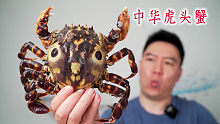试吃中华虎头蟹，虽然非常凶猛，出锅后却超级无敌好吃