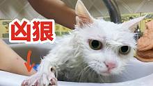 猫咪洗澡后直接变了大白耗子，猫 :铲屎的你等我出去的！