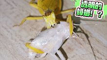 透明的蟑螂？扔给螳螂吃！太鲜嫩多汁了～