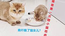 猫爸第一次陪猫女儿吃肉，一只不屑看猫爸一眼，另一只直接吓跑了