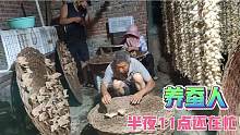 东北养蚕人，半夜11点不睡觉，四个人为了它们的“婚姻”忙碌着