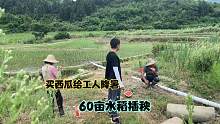 60亩水稻开始插秧，小伙买来100多斤西瓜给种田工人降暑！