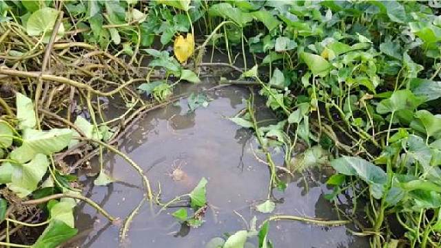 10万条鱼苗养殖了一年,2公分水鱼塘还长满了空心菜,还能养吗