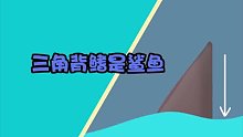 海洋篇06如何识别虎鲸和鲨鱼？