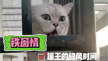 铁窗情（猫王的每日放风时间）