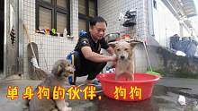 单身狗的伙伴田园犬妞妞，夏天炎热多洗澡，舒服就完了！