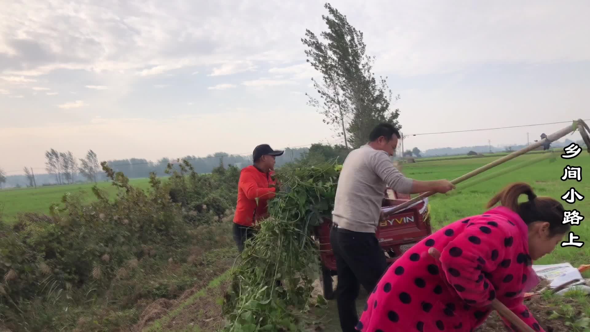 农村妹子想发羊财 ，头一天地里拉红薯秧，羊没长大羊头许诺出去