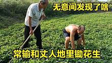 常输和丈人地里锄花生，无意间看到了啥？高兴的一声爹喊得真响