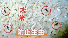 大米生虫不用晒！粮店老板教一招，大米放一年都不生虫，涨知识了