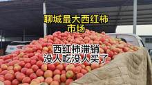 7.17号山东聊城最大西红柿批发市场 价格暴跌真便宜 滞销没人要