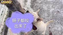 好猎狗还得看“贵州土猎”从江狗！今天有幸拿了一条回来！