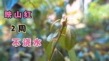 映山红2个星期不浇水，叶子都萎蔫了，大家看我如何抢救它