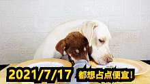 铲屎官算是服了，狗宝们没有一个想吃亏的，都在想方设法占便宜！
