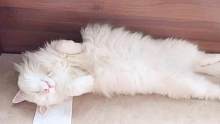 小猫咪的沙雕行为：睡觉睡到腿麻，吃草能吃饱～
