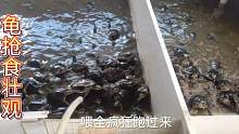 好几天没喂食龟了，一喂食龟全疯狂跑过来抢食，抢食壮观