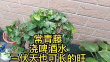 三伏天养常青藤，三个方面做好后，叶片碧绿油亮，长得还壮