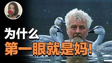 【灰雁】为什么有的动物会把第一眼看见的活物当妈?烙印现象怎么发现的