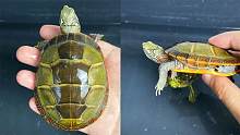 这些龟每年都会褪甲，背上的甲片一碰就掉，帮它撕开真解压！