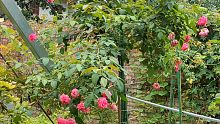 艾弗的玫瑰树状月季，四季开花，耐热耐晒耐寒耐贫瘠，病虫害少，香味很浓郁