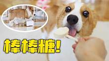 狗狗为了吃棒棒糖冲着主人“吼“，竟然还把棒棒糖叼过来！