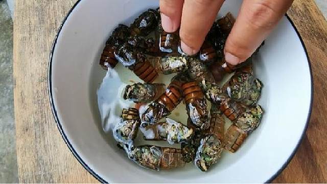 农村这种虫子你敢吃吗? 里面全是"胶原蛋白" 这样烹饪又香又脆