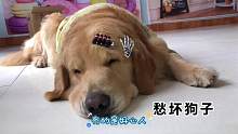 主人行为奇葩，金毛觉得主人得了大病，忍住别笑