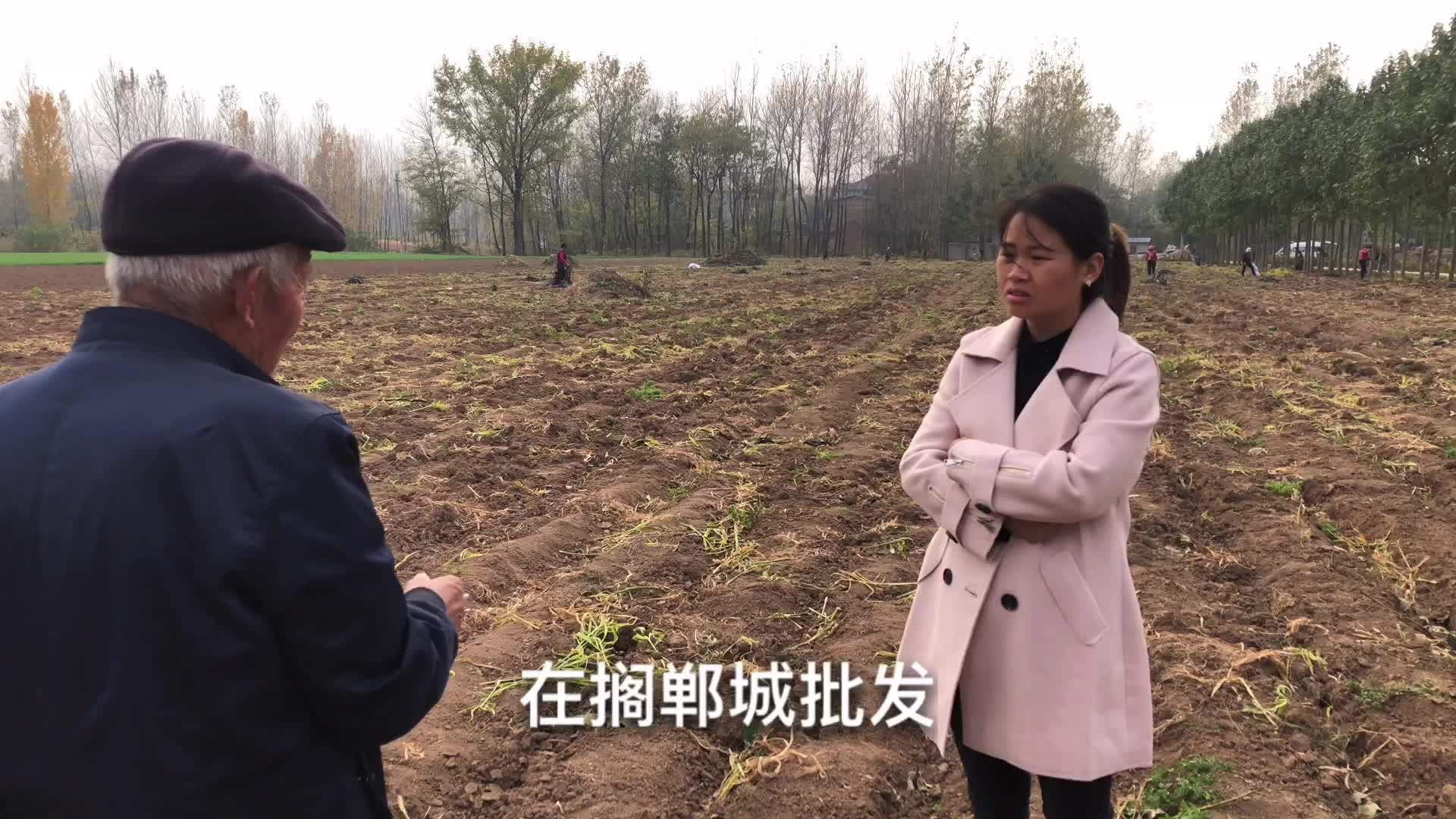 农村70岁大爷种12亩生姜，原本想挣个几万块，结果弄成这样很后悔