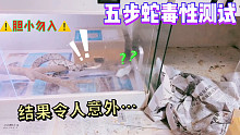 五步蛇毒性测，小白鼠宁死不屈，结局亮了…在线打脸！速度围观！！！