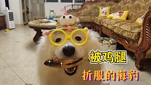 我家海豹今天心情不错两个鸡腿就能搞定了！