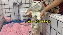 小猫咪居然在洗澡的时候做出这种事？！没脸见人啦！