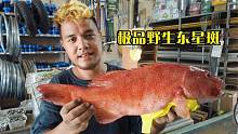 当地渔民送来一条野生极品”东星斑“小五第一次看到活东星斑鱼