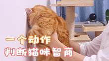听说这个动作可以判断猫咪聪不聪明？我家7只猫边做边骂！
